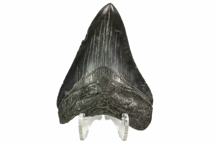 Serrated, Fossil Megalodon Tooth #125339